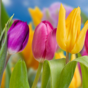 Tulips