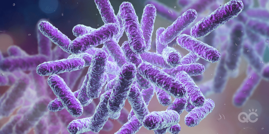 purple-colored bacteria under miscroscope